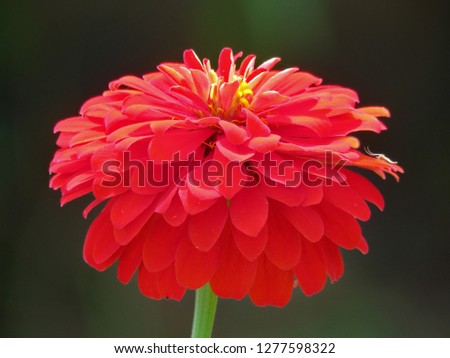 Bright red floral of summer in field. Close up pretty petals flower in garden, outdoor, soft focus, and blurry backdrops. Beautiful red flower in natural background, Center of fresh flower.