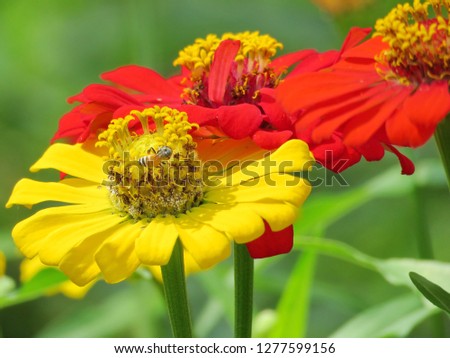 Bright yellow and red florals of summer in field. Close up pretty petals flowers in garden, outdoor, soft focus, and blurry backdrops. Triple beautiful flowers in natural background. 