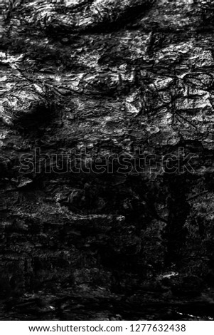 Tree Trunk Texture in Black and White.