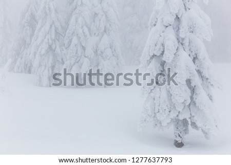 Majestic winter landscape with snowy fir trees. 