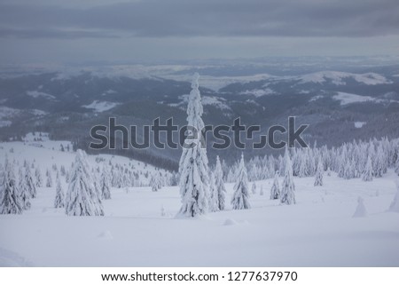 Majestic winter landscape with snowy fir trees. 