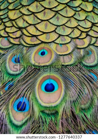 Details and patterns of peacock feathers.