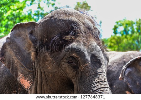 Take a close-up picture of the elephant's face
