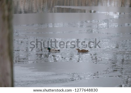 Wild duck birds on the river in winter