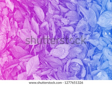 Creative background with ground covered in fallen leaves. Pink blue serenity colors. Photo for background.