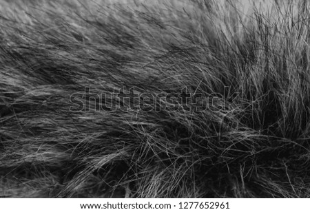 dark, long wool with white top texture background, dark natural wool, white seamless cotton, fluffy fur texture for designers 