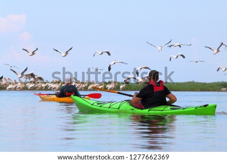 Man in kayak against the background of pelicans sitting on a sandy spit. Delta of Danube River near Black Sea
