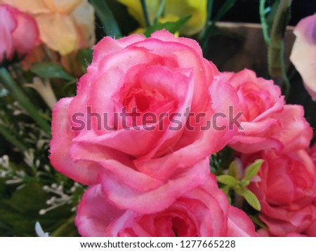 Pink roses on Valentine's day used for background