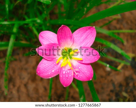 pink and red beautiful nature flower