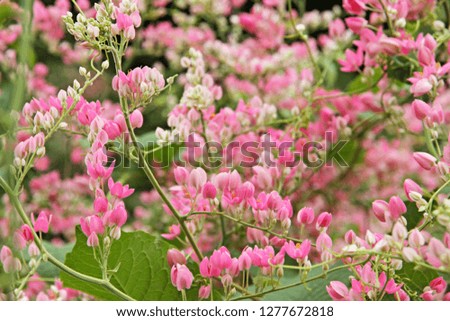 pink flowers Mexican Creeper on vines  soft focus image