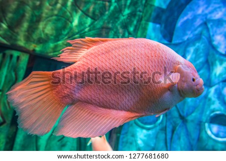 under water photograph as nature background 