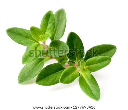 fresh thyme herb isolated on the white background Royalty-Free Stock Photo #1277693416