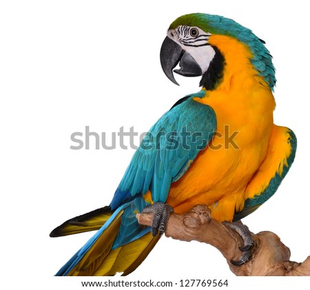 Macaw Parrot isolated on white Royalty-Free Stock Photo #127769564