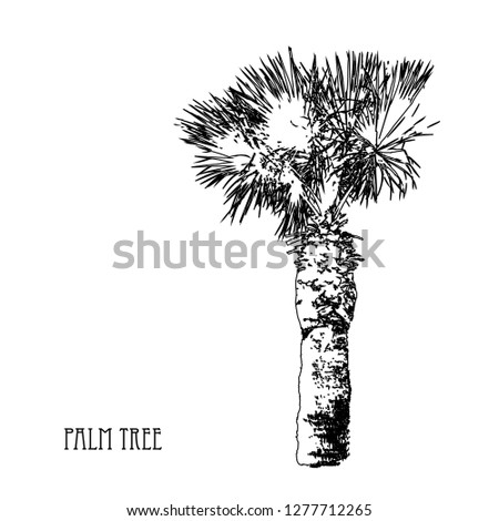 Decorative palm tree, design element. Can be used for cards, invitations, banners, posters, print design, web backgrounds, wallpapers. Exotic, tropical theme