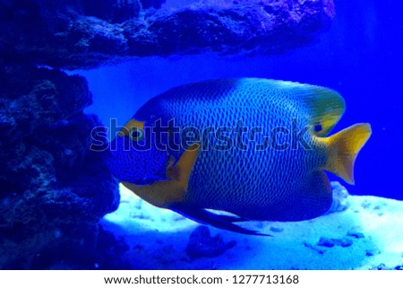 Marine angelfish are perciform fish of the family Pomacanthidae