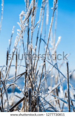 Frozen bent sunny winter day