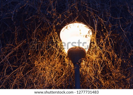 Focus of a beautiful street lamp with a bright orange light against the background of branches of a bush illuminating the alley in the city park in the winter late at night
