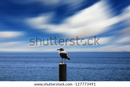 seagull dominates the landscape