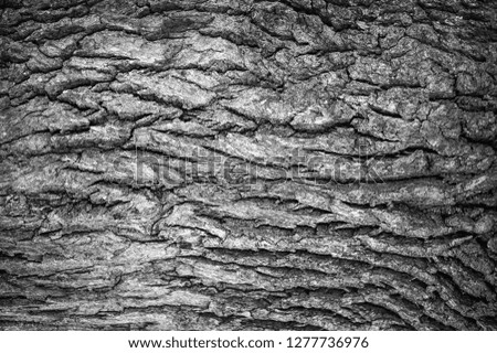 Tree bark closeup, background
