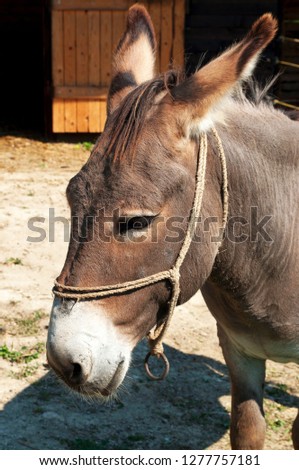 Donkey on a little farm