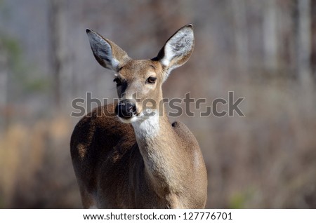 Whitetail Doe Deer