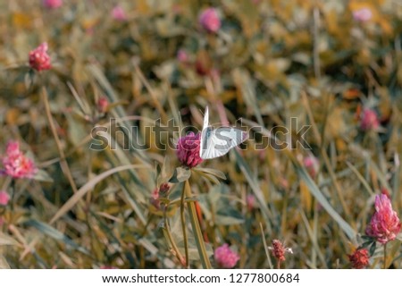 Small white cabbage butterfly on pink clover flower in summer garden. Pieris rapae butterfly in spring fields. Spring landscape with blooming meadow