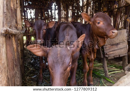 The African Long-Horned Cow (Ankole Watusi), descended from the Ethiopian Sanga Cattle, are known as the Cattle of Kings.  These calves were pictured at the King's Palace, Nyanza, Rwanda.