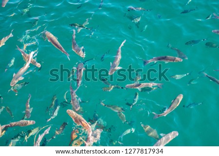 Photo of the fishes in the sea