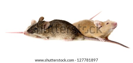 three cute mice isolated on a white background