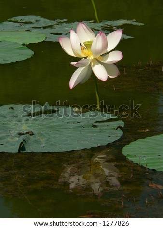 Lotus flowers on a lake front