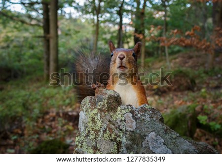 Red squirrel behind rock showing red teeth