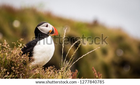 1 One Atlantic puffin bird in Iceland