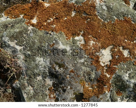 Shapes on a rock. Great background or texture