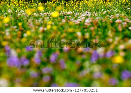Field of Flowers, Two-Flowered Cynthia, Krigia biflora, and clover West Virginia