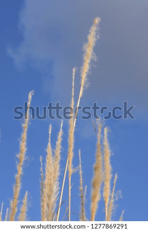 Flowering grass in the wind, indigo blue sky and afternoon sunshine

