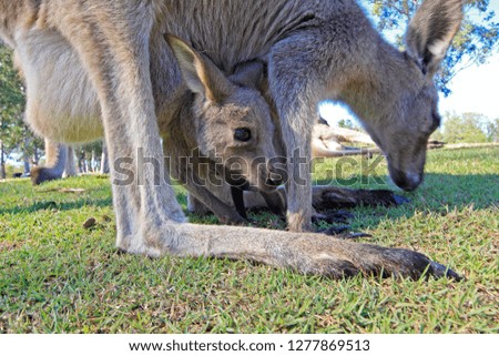 Eastern Grey Kangaroo in australia
