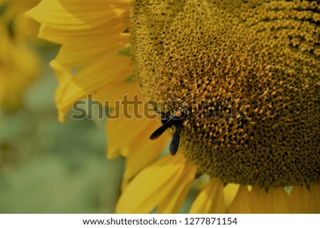 An insect collects pollen from sunflowers.