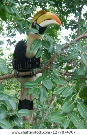 Tropical bird Hornbill (Toucan) on a branch with green leaves, with big colourful beak in natural outdoor Zoo, Thailand. Copy space, close up portrait. 