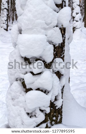 Tree trunk covered with snow after heavy snowfall in the forest