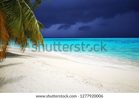 Tropical Maldives beach with coconut palm trees and blue sky.