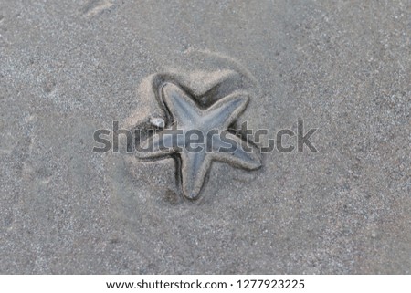 Beautiful StarFish at Beach in Arabian Sea -Image