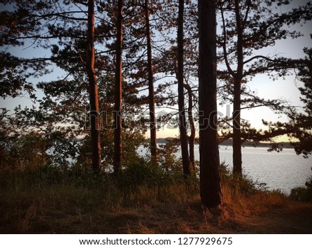 Lake forest edge. Nordic forest in Denmark