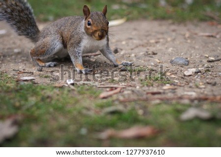 Squirrel at hyde park