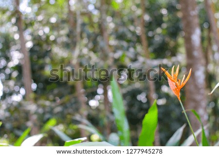 Bird of paradise flower orange color on green Bokeh background, wild plant in tropical jungle forest outdoor in daylight with copy space. Environment or ecosystem friendly concept.