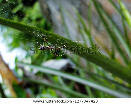 Tiger Spider (Argiope Argentata)