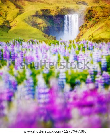 Lovely blooming lupine glowing by sunlight in day. Awesome and picturesque scene. Popular tourist attraction. Location place Skogafoss waterfall, Skoga, highlands of Iceland, Europe. Beauty world.