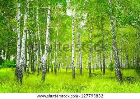 Beautiful landscape - summer birchwood Royalty-Free Stock Photo #127795832