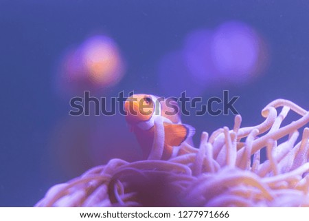ocellaris clownfish, clown anemone fish 