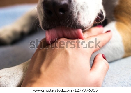 Human hand and paw. Great love