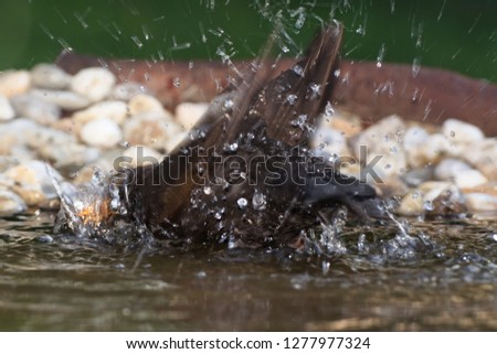 The blackbird (Turdus merula) is bathing. East Moravia. Czech Republic. Europe.